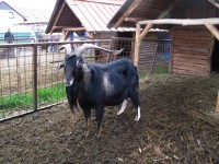 /album/fotogalerie-fistron-park-zookoutek-zviratkov/zviratkov20-jpg/