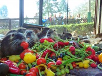 /album/fotogalerie-zookoutek-mala-chuchle-kousek-ceske-divociny-v-prazske-metropoli/hostina-u-nutrii33-jpg1/