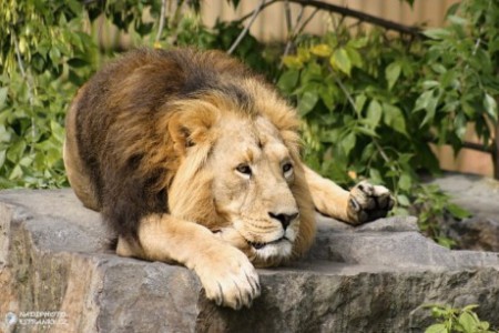 Zoo Praha - výběh lvů