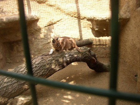 zoopark-zajezd-mala-rodinna-zoo-caracal-caracal