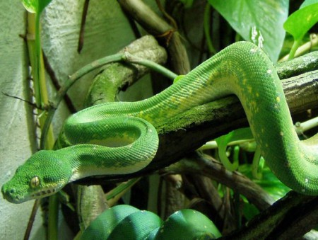 zoo-dvur-kralove-nad-labem - vodni-svety-krajta-zelena