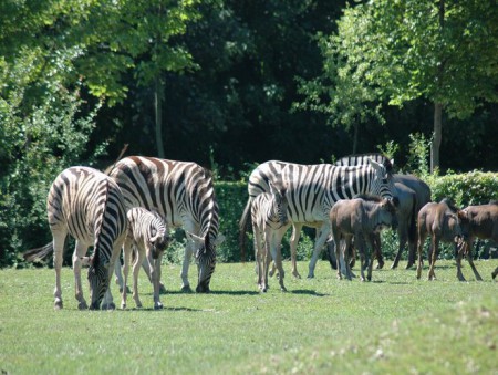 zoo-dvur-kralove-nad-labem - letni-vybehy-velky-africky-vybeh