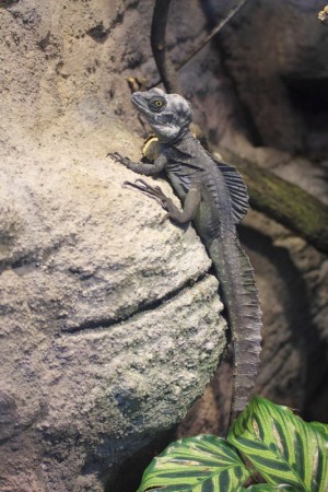 zoo-ohrada-hluboka-nad-vltavou - bazilisek-zeleny