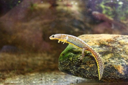zoo-ohrada-hluboka-nad-vltavou - colek-horsk