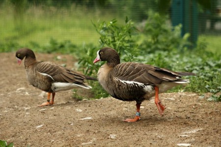 zoo-ohrada-hluboka-nad-vltavou - husa-mala