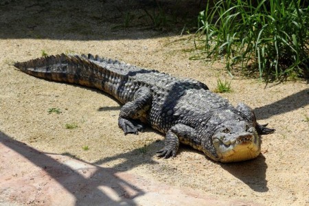 zoo-ohrada-hluboka-nad-vltavou - krokodyl-nilsky