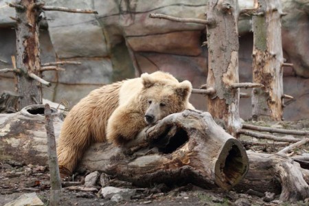 zoo-ohrada-hluboka-nad-vltavou - medved-plavy