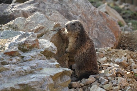zoo-ohrada-hluboka-nad-vltavou - svist-horsky