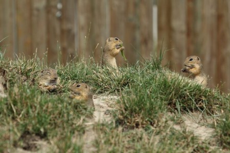 zoo-ohrada-hluboka-nad-vltavou - sysel-obecny