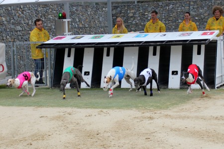 dostihy-chrtu-greyhound-park-motol-prague