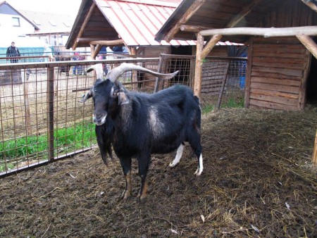 fistron-park-zookoutek-zviratkov